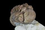 Bargain, Enrolled Paciphacops Trilobite - Oklahoma #95915-2